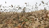 مردم از مشاهده ملخ در معابر شهری نگران نباشند
