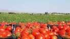 برداشت گوجه فرنگی زمستانه از مزارع هرمزگان
