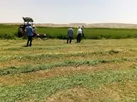برداشت چین اول محصول یونجه درمزارع شهرستان زنجان