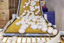 بازار داغ گرانی تخم‌مرغ