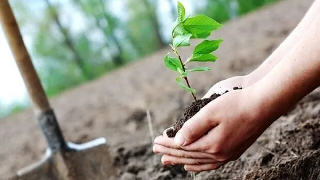 ۵.۸ میلیون اصله نهال در کرمانشاه کاشته شد