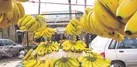 پوست موز زیر پای الگوی کشت