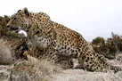 حمله پلنگ به چوپان بشاگردی