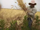 افزایش۳برابری خرید تضمینی گندم ابرکوه در سال زراعی جاری