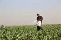 حمایت مستقیم برای تقویت تولید و حاصلخیزی خاک