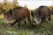 هجوم گرازها به برخی مزارع و باغ‌ها !