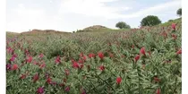 اشتغال پایدار در سیستان و بلوچستان با فرآوری گیاهان دارویی