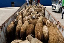 کشف احشام قاچاق در آوج 