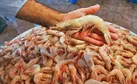 فرصت یک‌ماهه برای فعال‌سازی مزارع راکد میگو در چوئبده آبادان