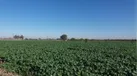 2300 هکتار مزارع کلزا ساری سبز شد