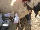 مشکلی در زمینه تامین داروی مورد نیاز دامها نداریم / دامداران نگران نباشند