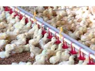 جوجه ریزی 15 میلیون قطعه ای در بابل