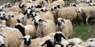 آغاز طرح خرید دام خشکسالی در لرستان