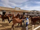 خون‌گیری ۲۵۰ رأس اسب برای شناسایی بیماری مشمشه