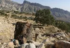 دستگیری عامل قطع درختان بشار و خرسان