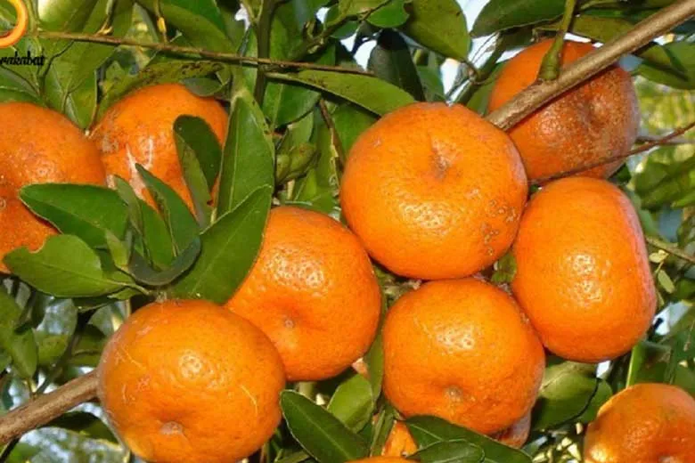 فواید نارنگی برای دیابتی‌ ها