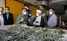 ظرفیت تولید کارخانه صنایع ابریشم طی بازه شش ماهه به هشتاد درصد می‌رسد