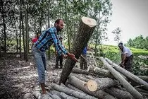 برداشت  ۶۵۱ تن چوب از اراضی کشاورزی شهرستان دهلران
