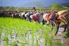 شالیکاران تا ۳ روز آینده سم پاشی را انجام دهند / میزان بارش تا آذرماه ناچیز است