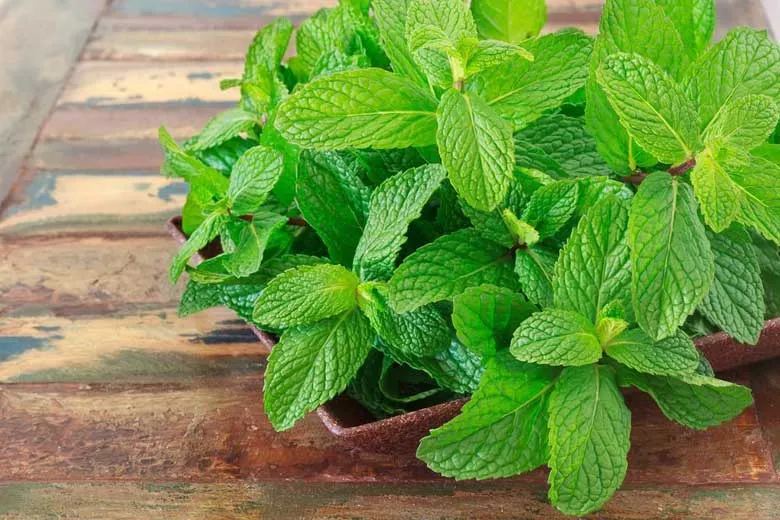 نعنا؛ کلید درمان بسیاری از بیماری‌ها