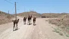 یادمان شهید گمنام خاوران در قرق شتران