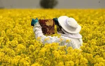 فناوری البرزی تولید عسل را سه برابر می‌کند