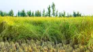 برداشت ۹۵ درصدی ارقام محلی برنج در شالیزارهای مازندران