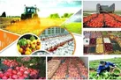 صادرات بیش از ۱۹  هزار تن محصول کشاورزی از بنادر آبادان