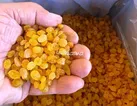 یک سوم کشمش کشور در ملکان تولید می شود