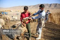 واکسیناسیون یک میلیون و ۲۰۰ هزار رأس دام سبک در سیستان و بلوچستان
