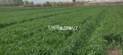 علف‌های هرز، سن و زنگ گندم تهدیدی جدی برای مزارع