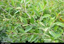 مبارزه بیولوژیک با آفات در 3400 هکتار از اراضی سیستان و بلوچستان