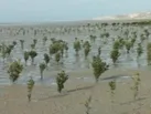 کاشت ۱۵۰ هزار اصله نهال در هرمزگان