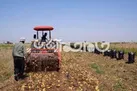 برداشت بیش از ۶۱ هزار تن سیب‌زمینی از مزارع آذربایجان‌غربی