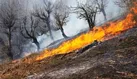 ۷۰۰۰ مترمربع از عرصه های جنگلی نمک آبرود خسارت دید
