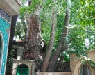 ببینید | میراثی که سوخت