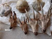 دستگیری شکارچیان غیرمجاز در کوه‌های لامرد