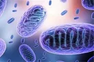 بیماری قارچ سیاه با علائم سینوسی و خونریزی مخاط بروز می کند