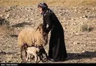 عشایر ایلام از اول آذرماه اجازه اتراق در مناطق گرمسیری را دارند