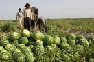 آغاز بــرداشــت صـیـفـی جـات از مـزارع هـنـدیـجـان