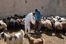 ایمن سازی بیش از ۶۵ هزار راس دام سبک علیه بیماری آبله در هفتکل