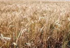 رئیس‌جمهور دستور بررسی اصلاح قیمت خرید تضمینی گندم را داد