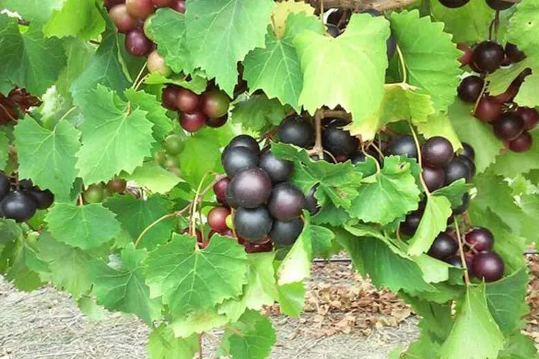 این مواد غذایی مانع تکثیر کرونا می‌شود
