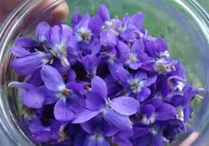 فواید و خواص پنیرک در طب سنتی + نسخه های درمانی
