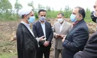 دستور رئیس کل دادگستری گیلان برای توقف برداشت چوب از جنگل های شفت