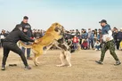 جنون سگ کشی (+ فیلم و عکس)