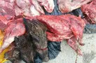 کشف ۳ تن گوشت گراز و خوک در پایتخت